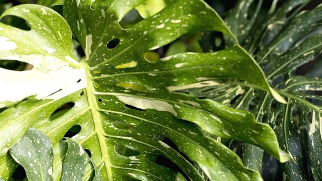 monstera-deliciosa-pricing-here-s-what-to-expect