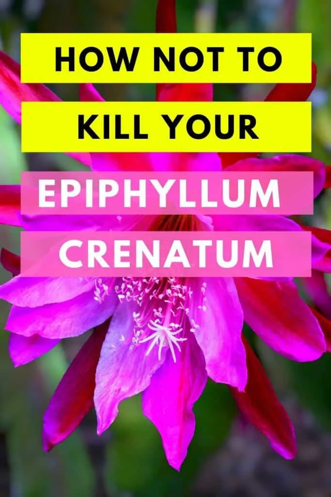 How not to Kill your Epiphyllum Crenatum