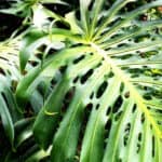 How to Have Holes in Monstera Deliciosa Leaves