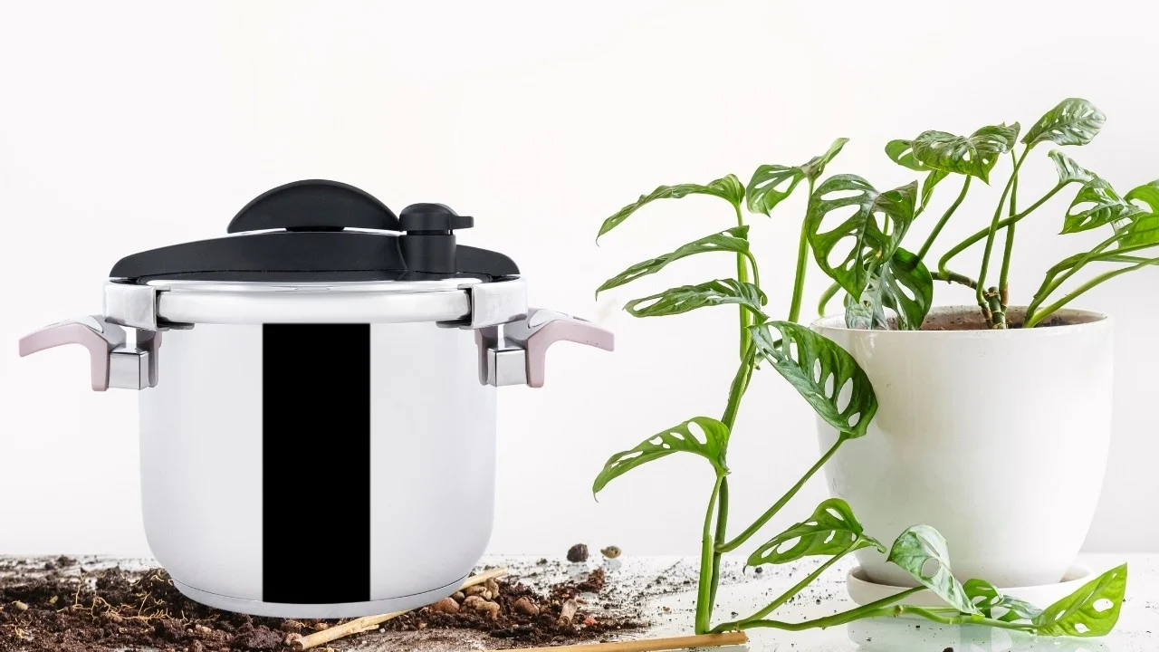 How to Sterilize Soil for Houseplants
