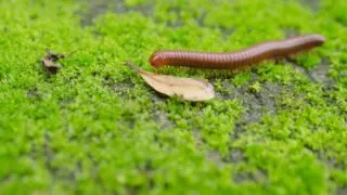 How to control Millipedes in Houseplants