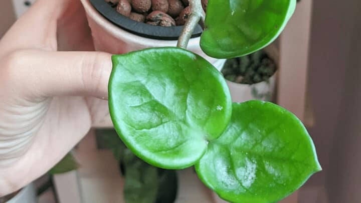 Hoya Carnosa Chelsea Care – Did You Know?