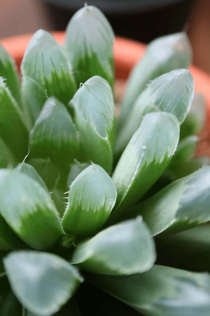 Humidity levels are not something to worry about when growing Haworthia cooperi