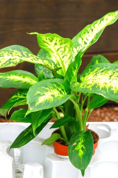 If the temperature is too low it can cause yellow leaves on Dieffenbachia plants
