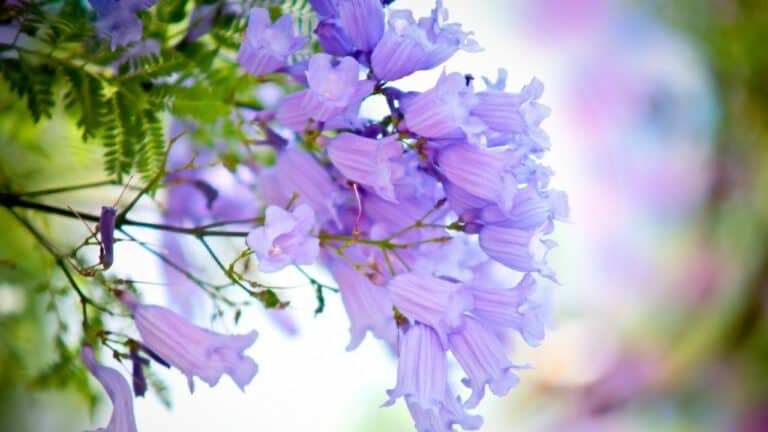 Jacaranda Mimosifolia Bonsai Care Guide