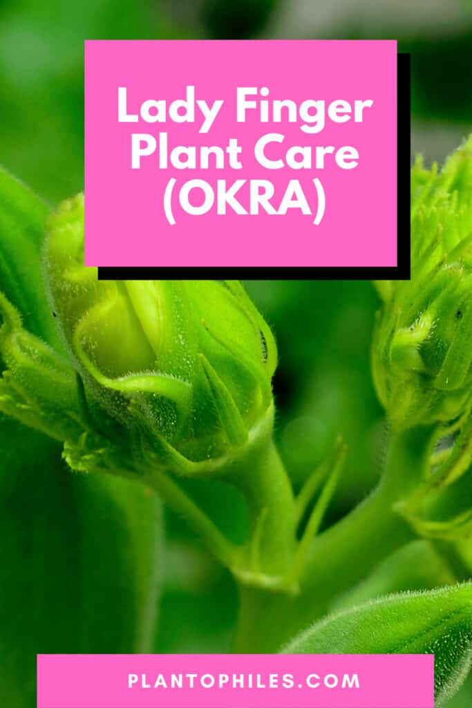 Lady Finger Plant Care (OKRA)