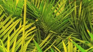 Majesty Palm Care