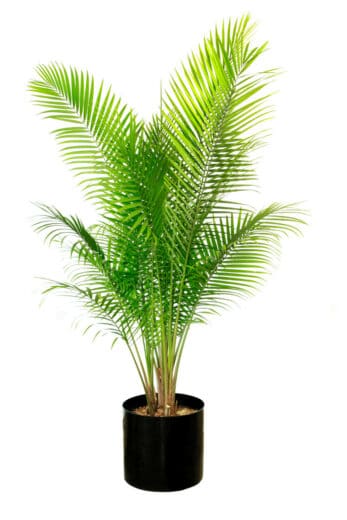 Majesty Palm Care - #1 Guide in Great Detail