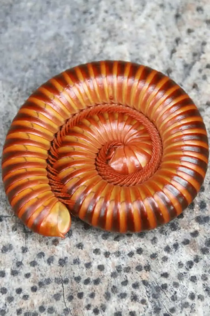 Millipedes are classified as arthropods