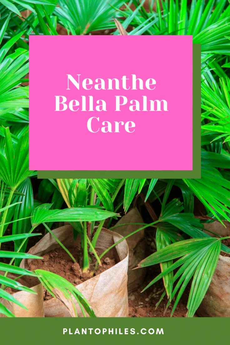 Neanthe Bella Palm Care