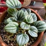 Peperomia Frost Care