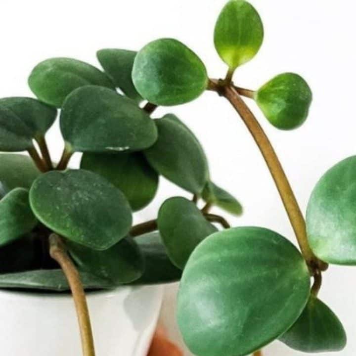 Peperomia Hope – A Complete Care Guide | Plantophiles