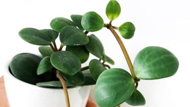 #1 Complete Peperomia Hope Care - Best And Growing Guide