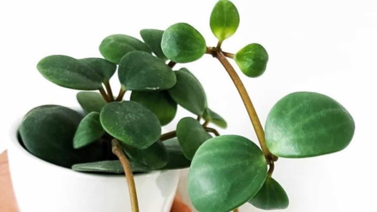 betale sig Tryk ned skarp 1 Complete Peperomia Hope Care - Best And Growing Guide