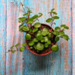 Peperomia Pepperspot Care