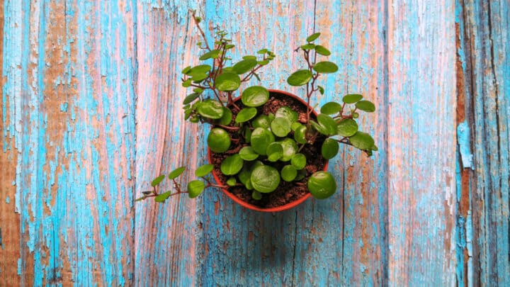 Peperomia Pepperspot – Top Care Tips