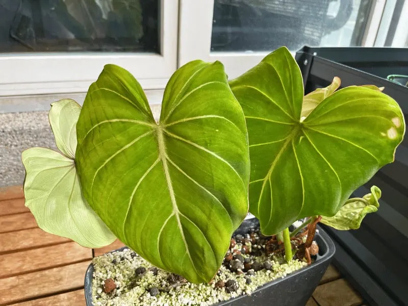 Philodendron gloriosum leaves are velvety and grow big. This plant currently sits on my balcony