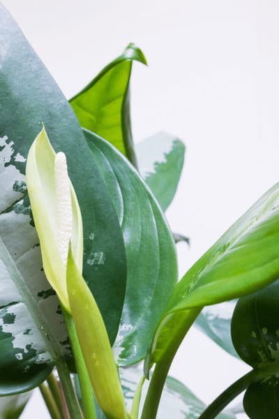 Regular fertilization ensures that leaves are not getting yellow on a Dieffenbachia