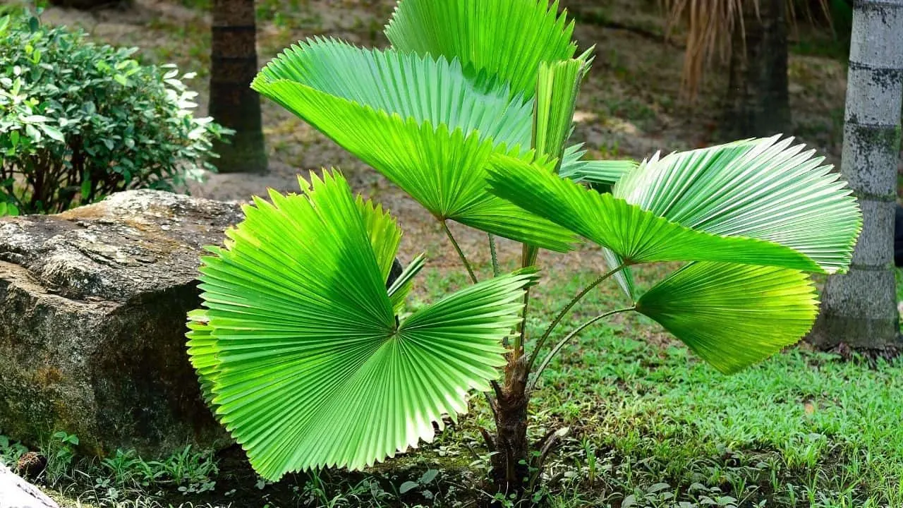 Ruffled Fan Palm Large Leaves