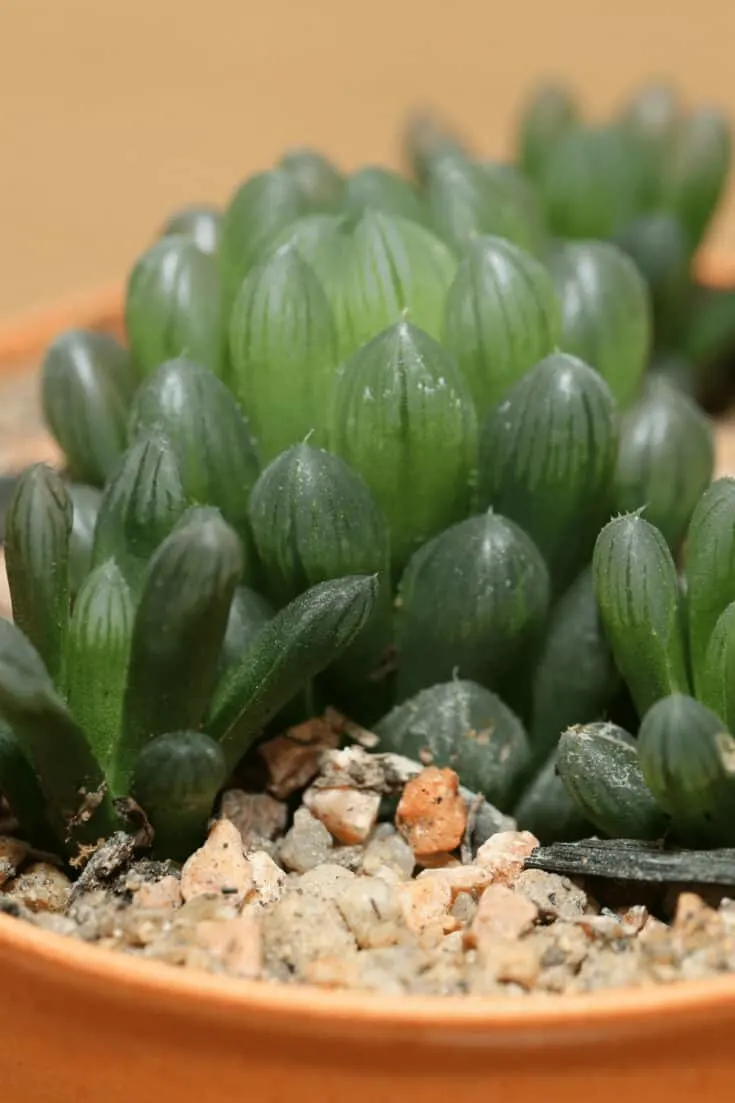 Sandy and gritty soils are best for Haworthia cooperi