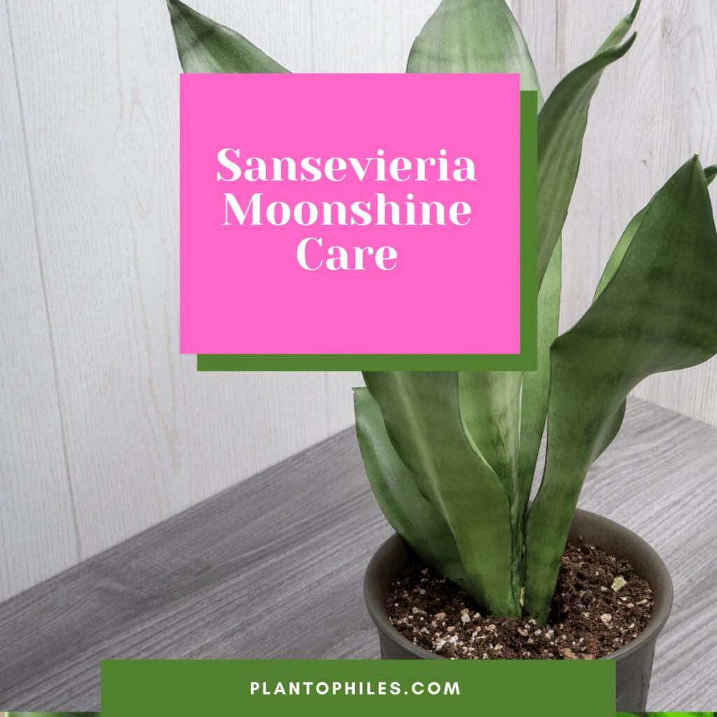 Sansevieria Moonshine Care