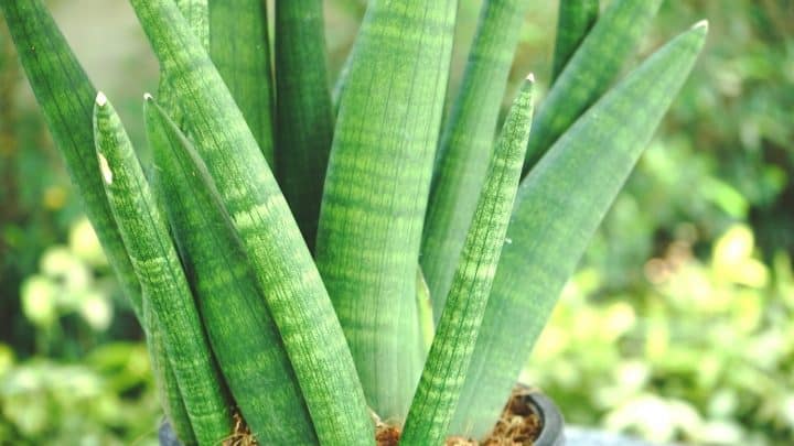 Sansevieria Stuckyi Care Tips You Wish You Knew Earlier