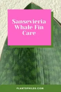 Sansevieria Whale Fin Care
