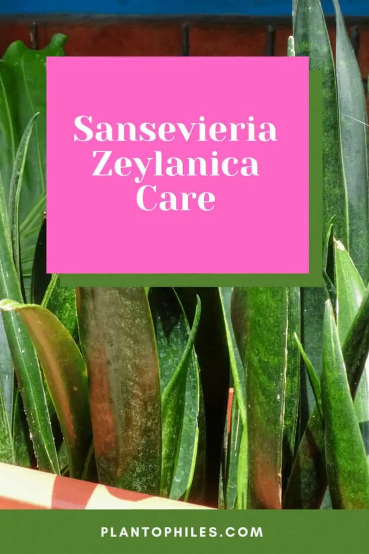 Sansevieria zeylanica Care