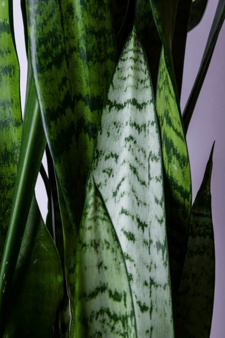 Sansevieria zeylanica Care only needs a watering every other week in spring and summer and once a month in autumn and winter