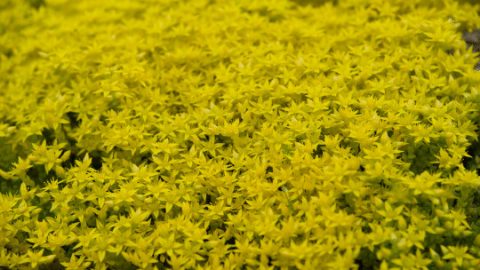 Sedum Acre Care – #1 Best Goldmoss Guide