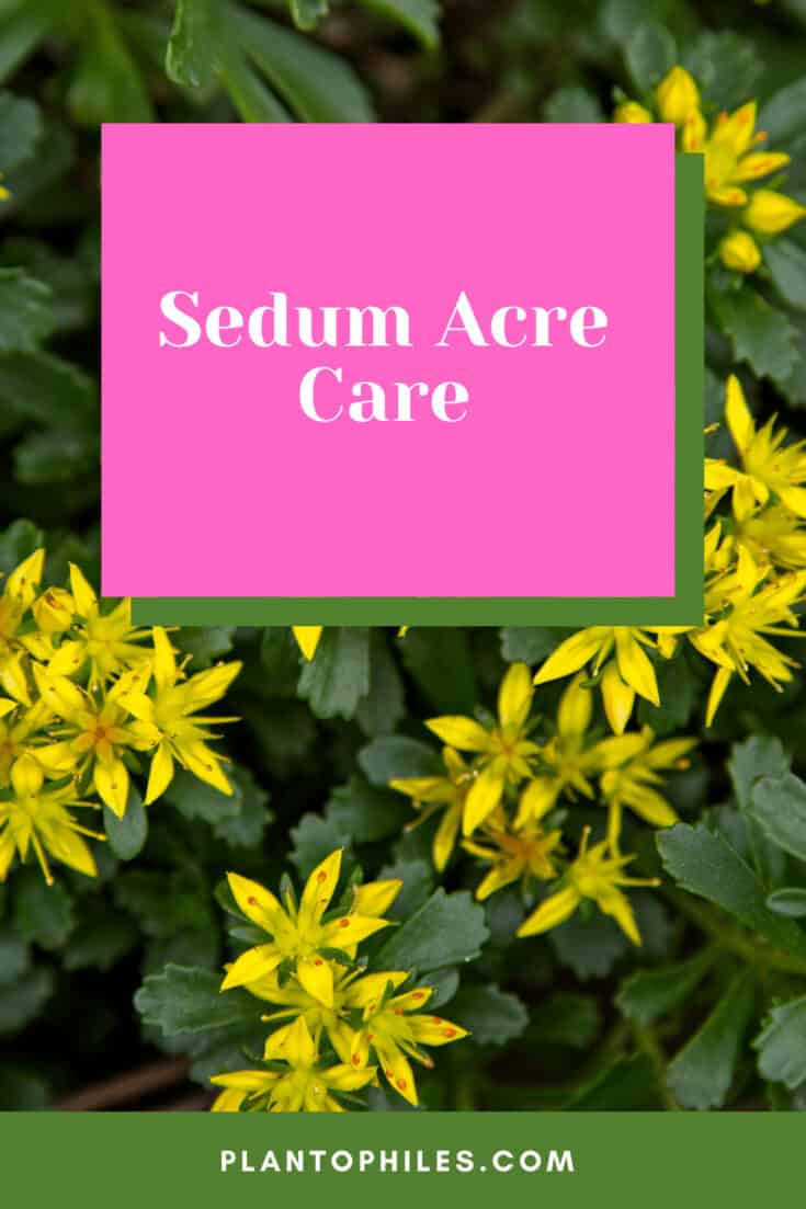 Sedum acre Care