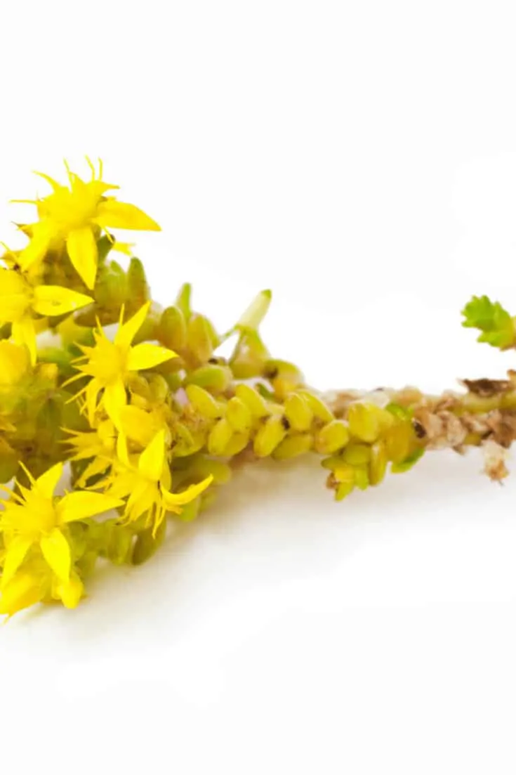 Sedum acre only needs little water to thrive