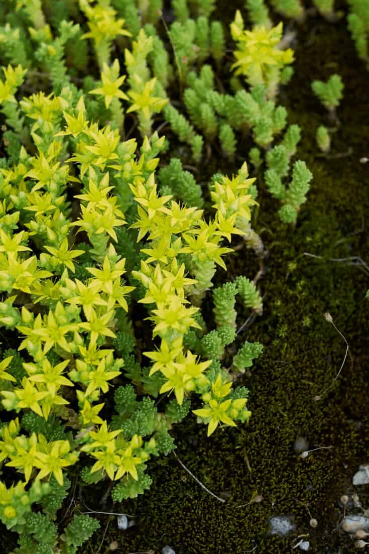 Sedum acre will grow to a height of height is about 4 inches (10cm)