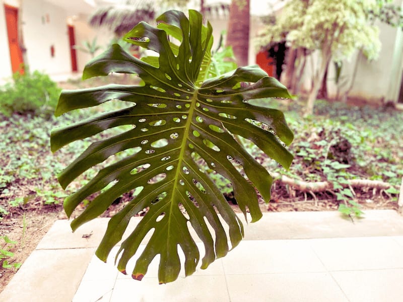 Swiss Cheese Plant Monstera deliciosa is known for its huge mature leaves containing slits and holes
