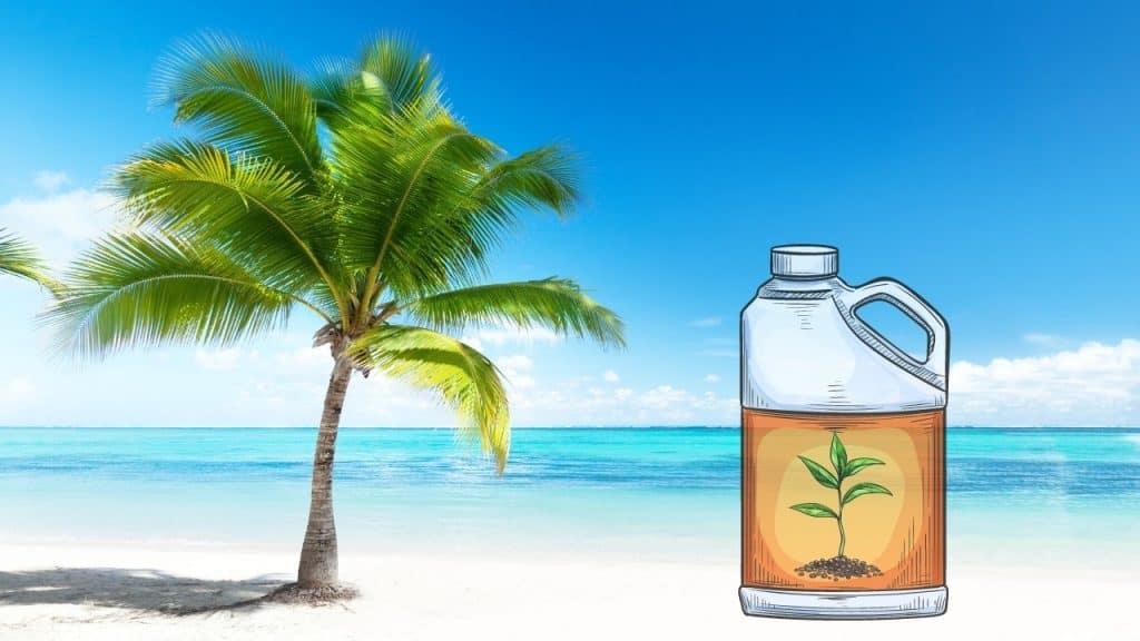 The Best Fertilizers For Palm Trees Here S What S Important   The Best Fertilizers For Palm Trees Updated 1024x576 