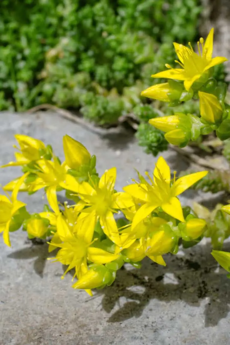 The easiest way to propagate Sedum acre are stem cuttings