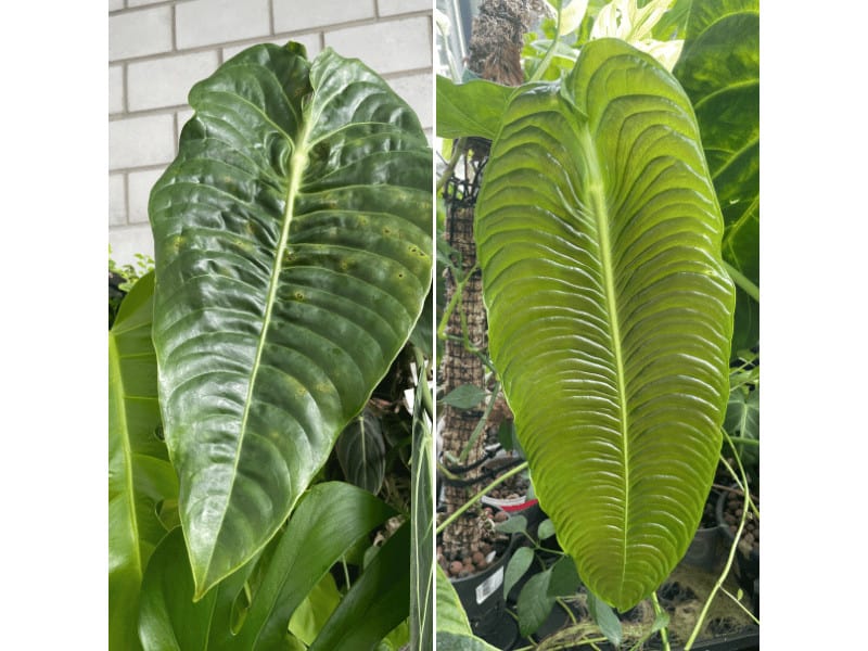 This picture shows two varieties of my King Anthurium veitchii on my plant wall and in a hydroponics system