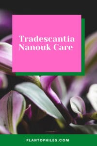 Tradescantia nanouk Care