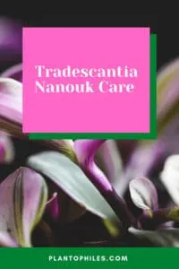 Tradescantia nanouk Care