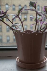 Tradescantia nanouk thrives in a humidity between 40-60%