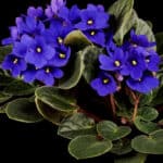 What Causes African Violet Leaves to Turn Yellow