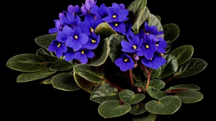 What Causes African Violet Leaves to Turn Yellow