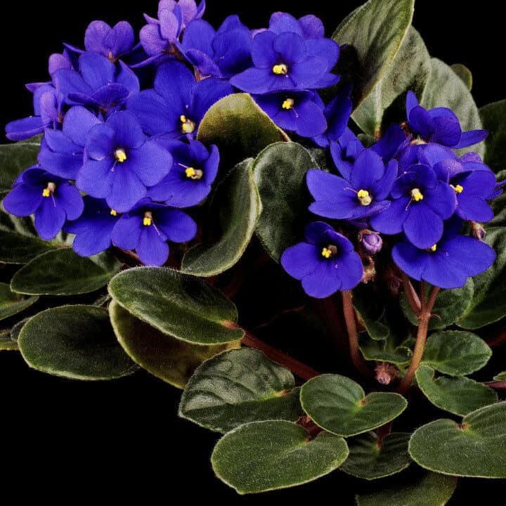 What Causes African Violet Leaves to Turn Yellow | Plantophiles