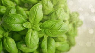 What Causes Basil Leaves to Turn Yellow
