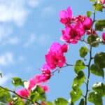 What Causes Bougainvillea Leaves to Turn Yellow