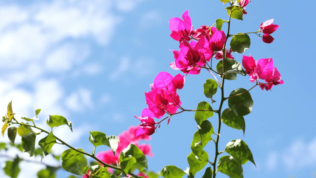 What Causes Bougainvillea Leaves to Turn Yellow