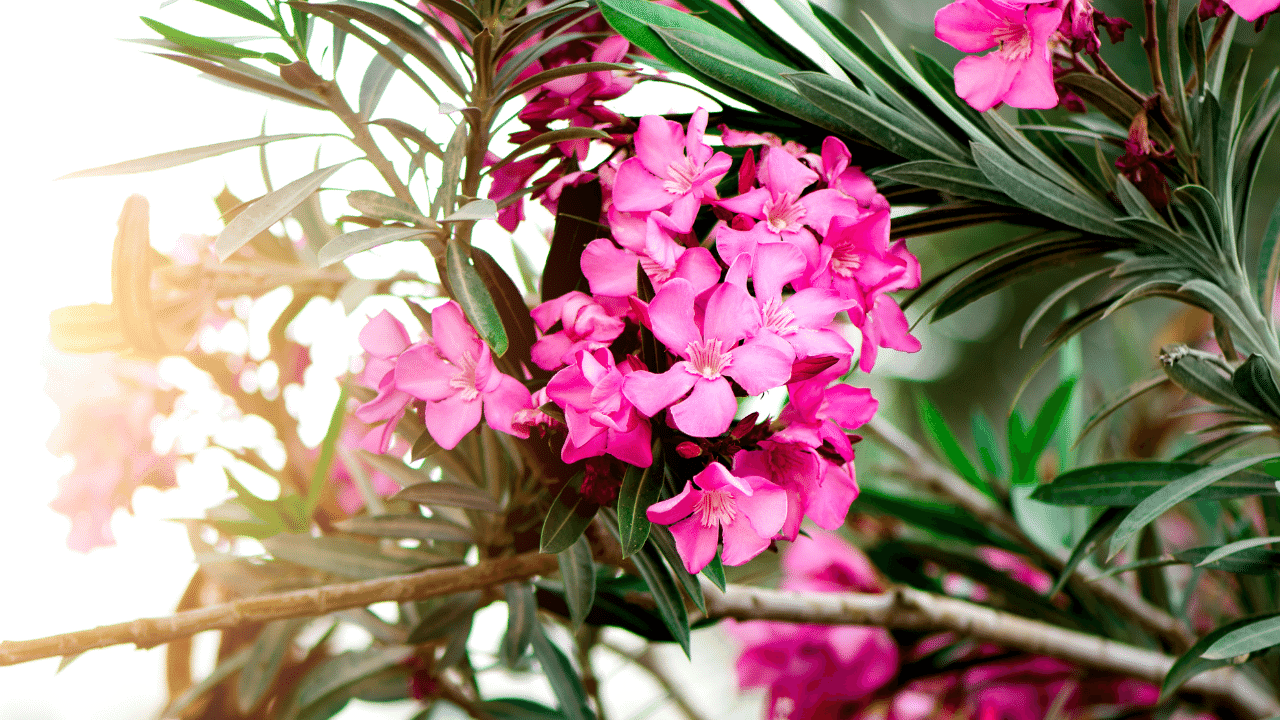 What Causes Oleander Leaves to Turn Yellow