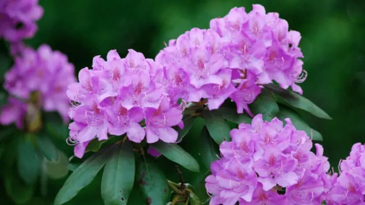 What Causes Rhododendron Leaves to Turn Yellow