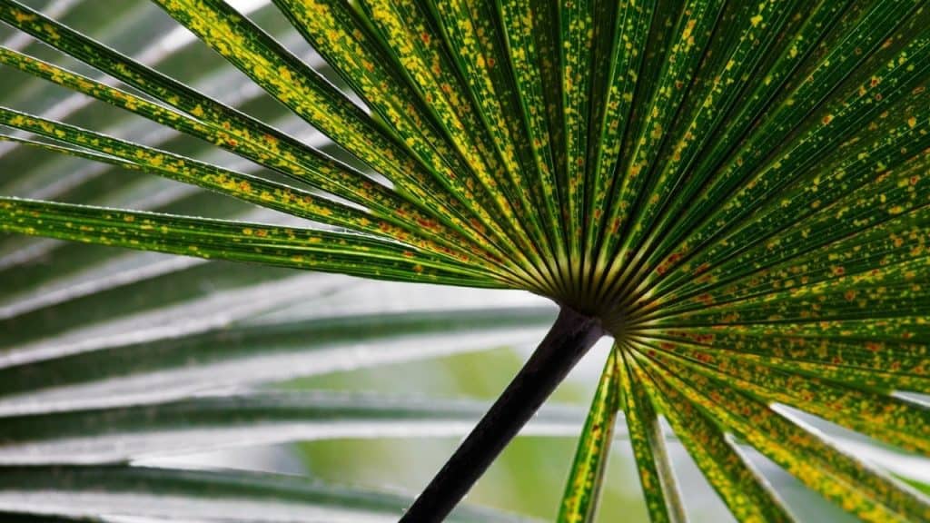 white spots on palm leaves