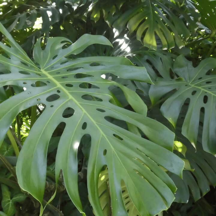 3 Main Reasons Why Monstera Deliciosa Has Holes | Plantophiles